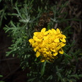 Hemizonia-sp-minthornii-Santa-Susana-tarweed-Mishe-Mokwa-Santa-Monica-Mts-2012-05-31-IMG_1838.jpg