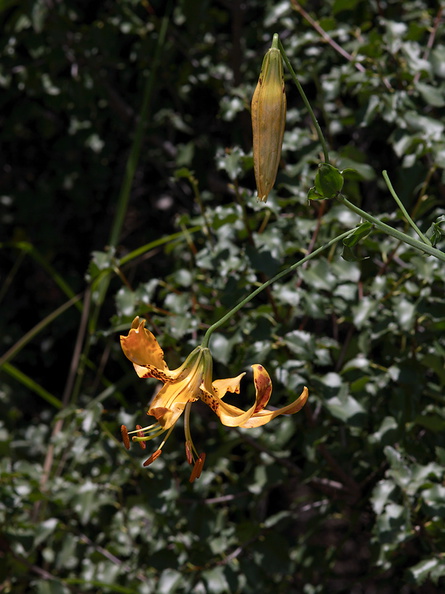 Lilium-humboldtii-Humboldt-lily-Mishe-Mokwa-Santa-Monica-Mts-2012-05-31-IMG_4994.jpg