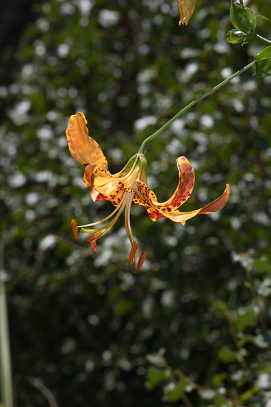 Lilium-humboldtii-Humboldt-lily-Mishe-Mokwa-Santa-Monica-Mts-2012-05-31-IMG_4998.jpg