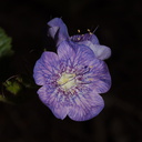 Phacelia-grandiflora-large-flowered-phacelia-Mishe-Mokwa-2016-05-29-IMG 3125