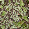 Riccia-sp-thallose-liverwort-Mishe-Mokwa-trail-Sandstone-Peak-2012-12-23-IMG_7036.jpg