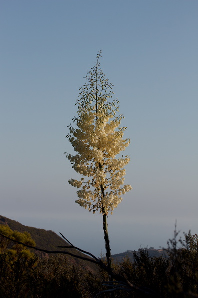 Yucca-whipplei-flowering-Mishe-Mokwa-2016-05-29-IMG_3141.jpg