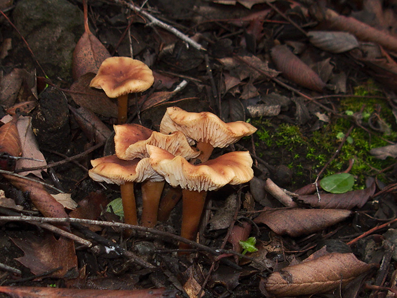 gill-mushroom-ochre-cream-cap-Mishe-Mokwa-trail-Sandstone-Peak-2012-12-23-IMG_3151.jpg
