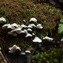 tiny-white-gill-mushroom-Mishe-Mokwa-trail-Sandstone-Peak-2012-12-23-IMG 3167