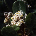 Ceanothus-megacarpus-big-pod-Ceanothus-flowers-withering-in-drought-Pt-Mugu-2012-01-09-IMG 0423
