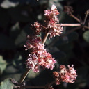 Eriogonum-cinereum-ashy-leaved-buckwheat-Pt-Mugu-2012-01-09-IMG 0440