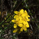 Hemizonia-fasciculata-slender-tarweed-Pt-Mugu-2012-01-09-IMG 0422