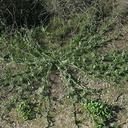 Marah-macrocarpus-wild-cucumber-Pt-Mugu-2010-01-10-IMG 3592