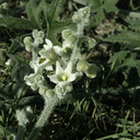 Marah-macrocarpus-wild-cucumber-staminate-Pt-Mugu-2010-01-10-IMG 3593