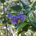 Solanum-xanti-purple-nightshade-Pt-Mugu-2012-01-09-IMG_0411.jpg