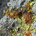 lichen Santa Monica Mts Sandstone Peak-2003-12-19