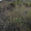 marah-macrocarpus-wild-cucumber-in-landscape-mugu-2008-12-08-IMG 1590