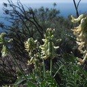 Astragalus-trichopodus-Santa-Barbara-milk-vetch-Chumash-Pt-Mugu-2013-02-03-IMG 3465