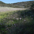 Dodecatheon-clevelandii-Padres-shooting-star-meadow-La-Jolla-waterfall-trail-2011-02-01-IMG_6970.jpg