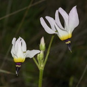 Dodecatheon-clevelandii-Padres-shooting-star-pale-form-Waterfall-trail-Pt-Mugu-2013-02-01-IMG 7306