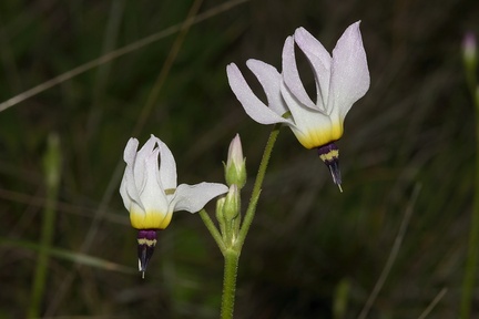 Dodecatheon-clevelandii-Padres-shooting-star-pale-form-Waterfall-trail-Pt-Mugu-2013-02-01-IMG 7306
