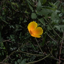 Eschscholzia-californica-California-poppy-Chumash-Pt-Mugu-2013-02-03-IMG 3457