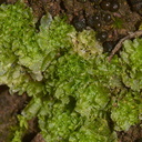 Fossombronia-longiseta-foliose-liverwort-Waterfall-Trail-Pt-Mugu-2013-02-01-IMG 7273