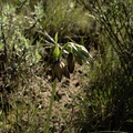 Fritillaria-biflora-chocolate-lily-Pt-Mugu-2010-02-13-IMG 3772