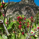 Heteromeles-arbutifolia-christmasberry-La-Jolla-waterfall-trail-2011-02-01-IMG 6946