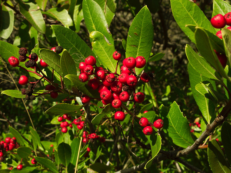 Heteromeles-arbutifolia-christmasberry-La-Jolla-waterfall-trail-2011-02-01-IMG_6951.jpg