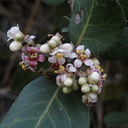 Rhus-integrifolia-lemonadeberry-Pt-Mugu-2010-02-13-IMG 3775