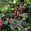 Ribes-speciosum-fuchsia-flowered-gooseberry-La-Jolla-waterfall-trail-2011-02-01-IMG_1678.jpg