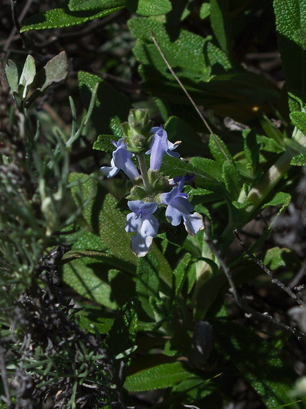 Salvia-mellifera-black-sage-first-bloom-Chumash-Pt-Mugu-2013-02-03-IMG_3474.jpg