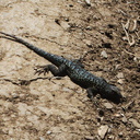 Western-fence-lizard-Sceleporus-occidentalis-in-territorial-mode-Chumash-Pt-Mugu-2013-02-06-IMG 3501