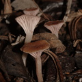 fungi-indet-basidiomycetes-Pt-Mugu-2010-02-13-CRW 8416