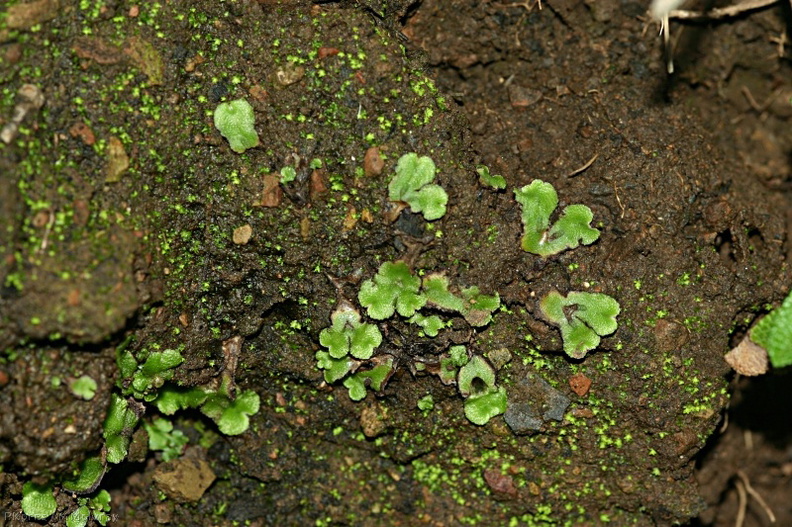 liverworts-moss-after-rain-2008-02-07-img_5999.jpg
