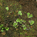 liverworts-moss-after-rain-2008-02-07-img 5999