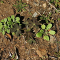 lupine-phacelia-erodium-seedlings-after-rain-2008-02-07-img 5977
