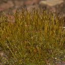 moss-sporophytes-Waterfall-Trail-Pt-Mugu-2013-02-01-IMG 7317