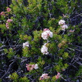 Eriogonum fasculatum pl1-2003-03-06