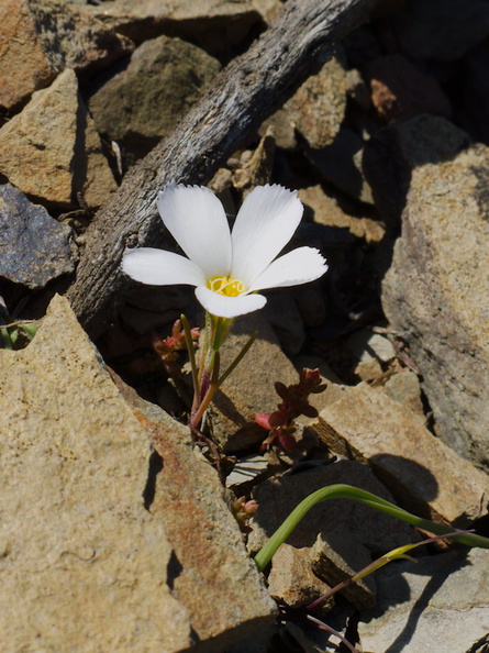 Linanthus-dianthiflorus-ground-pink-white-flowered-Chumash-2013-03-10-IMG_0286.jpg