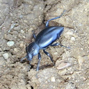 dung beetle1-2003-02-21