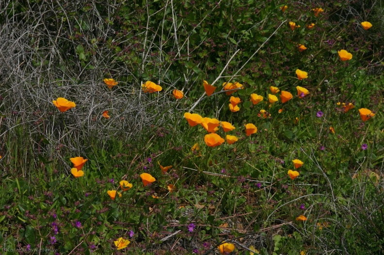 escholtzia-californica-california-poppy-2008-03-07-img_6381.jpg
