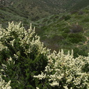 Adenostoma-fasciculatum-chamise-flowering-2011-04-22-IMG 7677