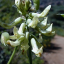 Astragalus trichopodus infl2-2003-04-09