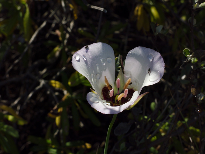 Calochortus-catalinae-mariposa-lily-Chumash-2013-04-25-IMG_0605.jpg