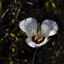 Calochortus-catalinae-mariposa-lily-Chumash-2013-04-25-IMG 0605