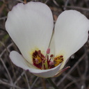 Calochortus-catalinae-mariposa-lily-Chumash-Trail-Santa-Monica-Mts-2013-03-25-IMG 0378
