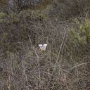 Calochortus-catalinae-mariposa-lily-Chumash-Trail-Santa-Monica-Mts-2013-03-25-IMG 0383
