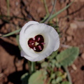 Calochortus-catalinae-mariposa-lily-Chumash-trail-Point-Mugu-2016-03-24-IMG_6691.jpg