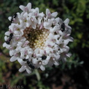 Chaenactis-artemisifolia-pollin-2003-03-31
