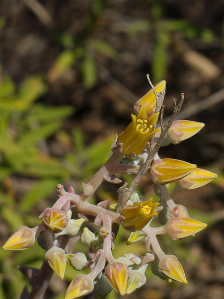 Dudleya-lanceolata-lanceleaf-live-forever-Chumash-Trail-Santa-Monica-Mts-2013-04-03-IMG 0425