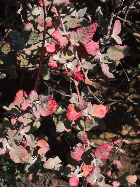 Eriogonum-cinereum-ashy-leaved-buckwheat-red-drought-leaves-Pt-Mugu-2012-03-19-IMG_1383.jpg