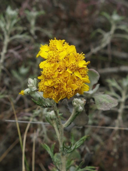 Eriophyllum-confertiflorum-yellow-yarrow-Chumash-2013-04-29-IMG_0637.jpg