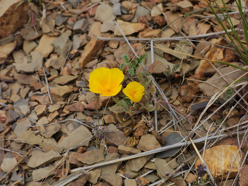 Eschscholzia-californica-California-poppy-Chumash-Trail-Santa-Monica-Mts-2013-03-25-IMG_0408.jpg